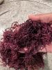 100% NATURAL PURPLE SEAMOSS / SOURCE OF ESSENTIAL NUTRIENTS / MADE IN VIETNAM