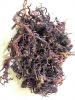 NATURAL GOLD & PURPLE SEA MOSS / MINERAL-RICH SUPERFOOD / MADE IN VIETNAM