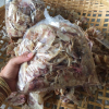 RICHLY FLAVORED DRIED SQUID HEAD / PURE SEAFOOD ESSENCE / AFFORDABLE FOR BULK PURCHASES / MADE IN VIETNAM 