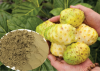 RAW DRIED NONI POWDER / IMMUNITY & ENERGY BOOSTER / EXCELLENT BULK PRICES / MADE IN VIETNAM