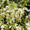 SOPHORA JAPONICA HERBA...