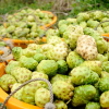 FROZEN NONI FRUIT / PREMIUM QUALITY FROM VIETNAM / MADE IN VIETNAM