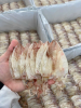 TOP-GRADE DRIED SQUID / RICH FLAVOR & NATURAL DRYING / BEST FACTORY SUPPLY PRICES / MADE IN VIETNAM