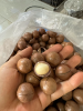 PREMIUM WHOLE MACADAMIA NUTS / RICH & BUTTERY FLAVOR / MADE IN VIETNAM