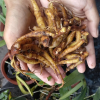 FRESH-FROZEN FINGERROOT / ESSENTIAL FOR HEALTHY COOKING / MADE IN VIETNAM