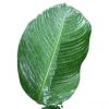 FRESH AND FLEXIBLE DONG LEAVES / FAMILY RECIPE / AFFORDABLE VALUE / MADE IN VIETNAM