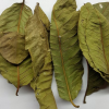 DRIED GUAVA LEAVES / HERBAL SOLUTION FOR TEA & HAIR CARE / VIETNAM / MADE IN VIETNAM