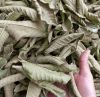 DRIED GUAVA LEAVES / HERBAL SOLUTION FOR TEA & HAIR CARE / VIETNAM / MADE IN VIETNAM