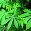 VERSATILE CASSAVA LEAVES / RICH IN NUTRIENTS / HANDCRAFTED / VIETNAMESE PRIDE