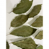 ALL-NATURAL DRIED AVOCADO LEAVES / FRAGRANT AND PURE / GREAT WHOLESALE PRICE / MADE IN VIETNAM