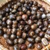 FRESH AND HEALTHY RUBBER SEEDS / FARMER'S CHOICE / AFFORDABLE VALUE / MADE IN VIETNAM