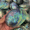 SHIMMERING AND NATURAL ABALONE SHELL / FAMILY RECIPE / AFFORDABLE VALUE / MADE IN VIETNAM