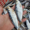 CRISP AND SAVORY DRIED ANCHOVY / FAMILY RECIPE / AFFORDABLE VALUE / MADE IN VIETNAM