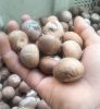 PREMIUM DRIED BETEL NUT / MADE IN VIETNAM