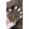 PREMIUM COMPRESSED WORM FERTILIZER / ORGANIC SOIL BOOSTER / AFFORDABLE VALUE / MADE IN VIETNAM