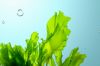 PURE ULVA LACTUCA / OC...