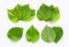 WILD HARVESTED BETEL LEAVES / ORAL CARE SUPPORT / CLEAN LABEL / RAW & PURE / FROM VIETNAM
