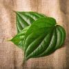 WILD HARVESTED BETEL LEAVES / ORAL CARE SUPPORT / CLEAN LABEL / RAW & PURE / FROM VIETNAM