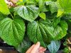 WILD HARVESTED BETEL LEAVES / ORAL CARE SUPPORT / CLEAN LABEL / RAW & PURE / FROM VIETNAM