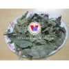 PREMIUM CELASTRUS HINDSII / LIVER HEALTH / CLEAN & PURE / VEGAN-FRIENDLY