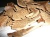 NATURAL COPRA CAKE / ENERGY FEED / CLEAN LABEL / EARTH GROWN