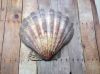 SUN-DRIED SCALLOP SHEL...