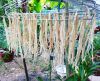 AUTHENTIC DRIED RADISH / METABOLIC SUPPORT / CLEAN LABEL / PLANT-BASED