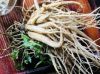 WILD DANG SHEN / DRIED...