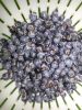 NATURAL MYRTLE BERRY E...