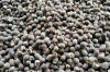 MYRTLE BERRY SUPERFOOD...