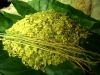 NATURAL STICKY RICE FL...