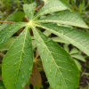 PREMIUM FROZEN CASSAVA...