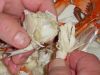 PREMIUM CRAB MEAT PEELED / HIGH PROTEIN &amp; LOW FAT / FLAKY, DELICATE, READY TO COOK / PRODUCT OF VIETNAM
