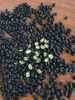 GREEN CORE BLACK BEANS...