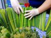 GRASS DRINKING STRAW /...