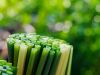 ECO STRAWS FROM NATURA...