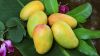 100% natural frozen mango
