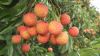 FRESH HANDPICKED LYCHE...