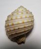 COASTAL STYLE SHELLS /...