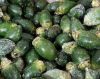 PREMIUM FROZEN ARECA N...