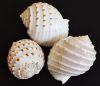 NATURAL TUN SHELL DECO...