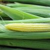 PLANT-BASED NATURAL BA...