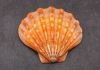 BOTANIC SHELL EXTRACTS...