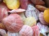 PURE BOTANICAL SHELLS ...
