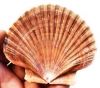 PLANT-DERIVED SHELL LE...