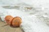 PURE BOTANICAL SHELLS ...