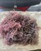 ORGANIC DRIED SEA MOSS...