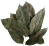 AIR-DRIED SOURSOP LEAF / NATURAL SOURCE / CLEAN PLANT / TEA FRIENDLY