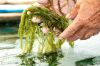 GREEN CAVIAR STYLE SEA...