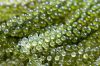 CLEAN LABEL SEA GRAPES WITH NATURAL PLANT INFUSION FROM BOTANICAL CATAPPA LEAF EXTRACT